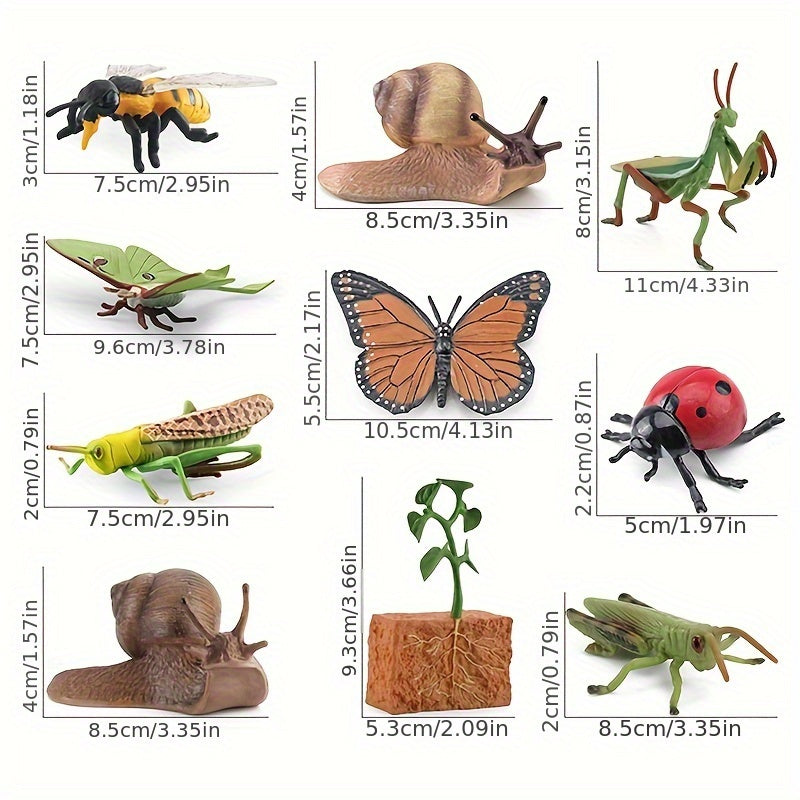 PETITES BÊTES Cycle de vie insectes