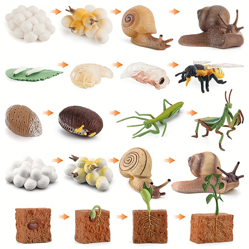 PETITES BÊTES Cycle de vie insectes