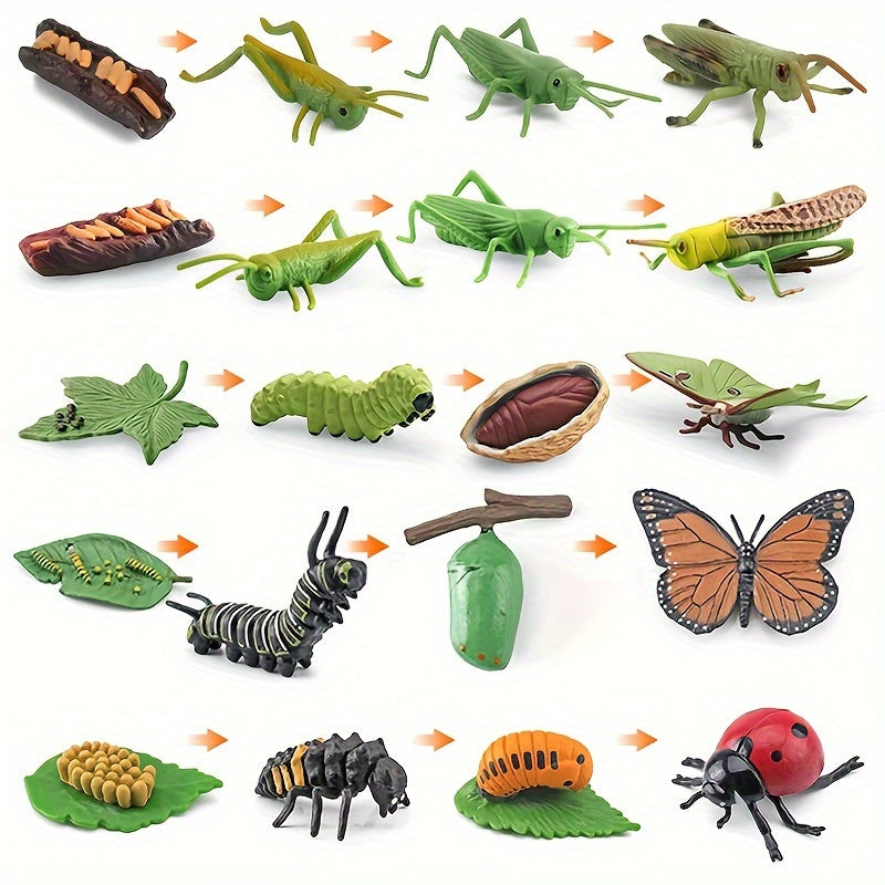 PETITES BÊTES Cycle de vie insectes