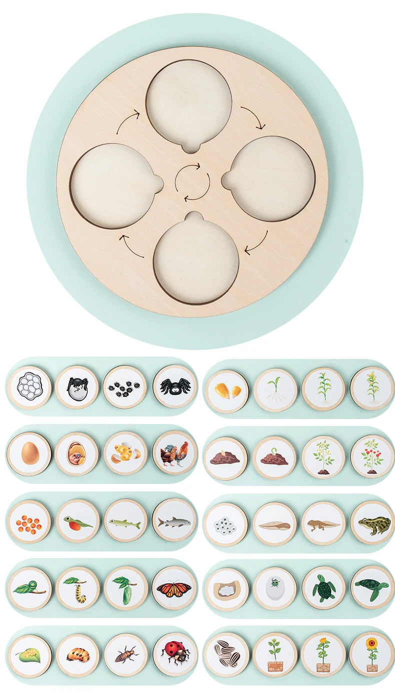 Puzzle éducatif en bois sur le cycle de vie des animaux.