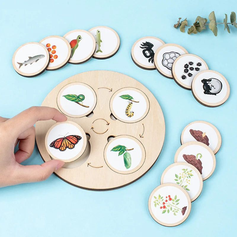 Enfant apprenant avec un puzzle Montessori sur les cycles de vie.