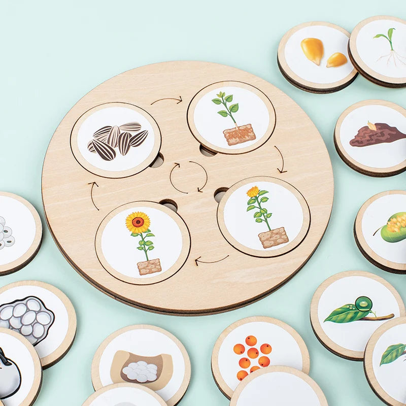 Détail des pièces en bois du puzzle cycle de vie éducatif.